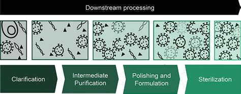 Advances in Lentivirus Purification .